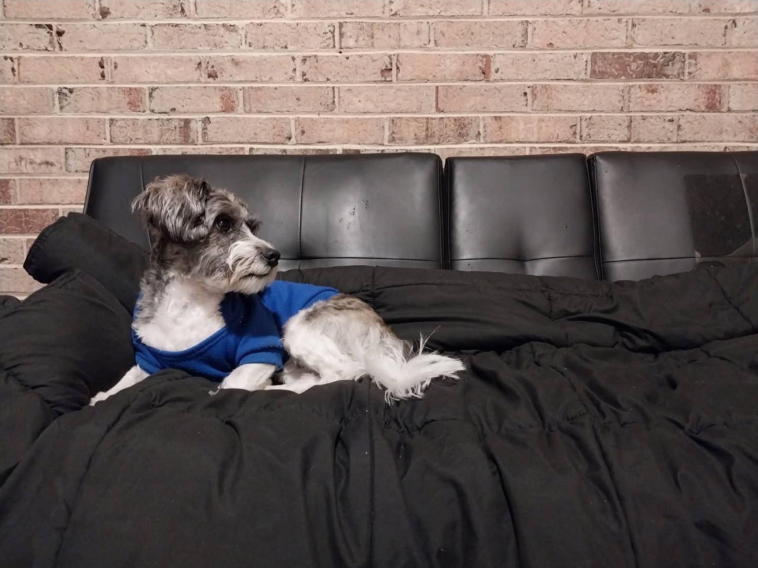 Happy pup during boarding